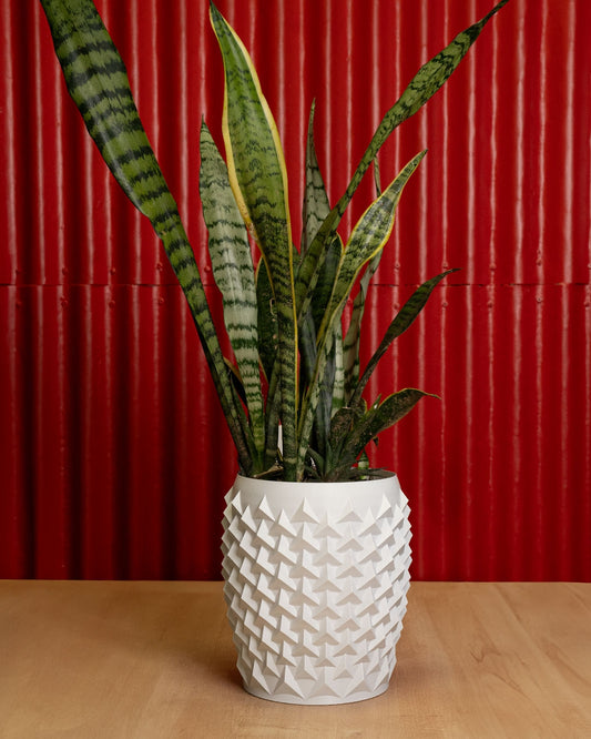 Vaso - Spike