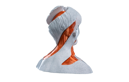 Fidget Toy - Turbilhão Anatômico